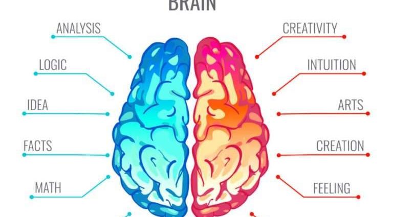 Right or left hemisphere? This quiz will tell you how your brain works