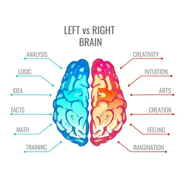 Right or left hemisphere? This quiz will tell you how your brain works