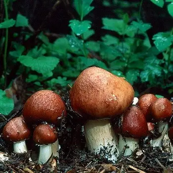 Ring mushroom: description and cultivation