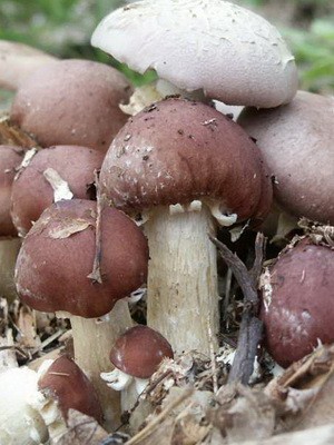 Ring mushroom: description and cultivation