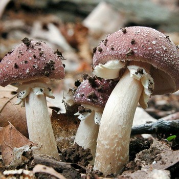 Ring mushroom: description and cultivation
