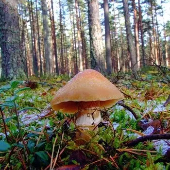 Ringed cap - edible mushroom