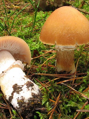 Ringed cap - edible mushroom