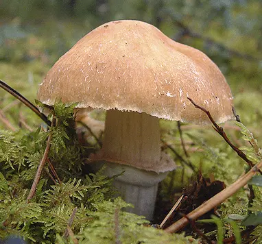 Ringed cap (Cortinarius caperatus) photo and description