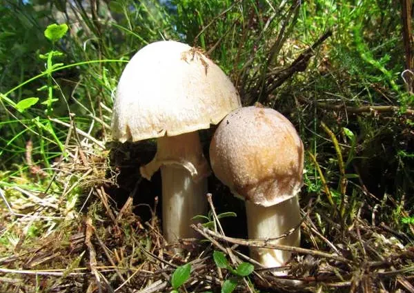Ringed cap (Cortinarius caperatus) photo and description