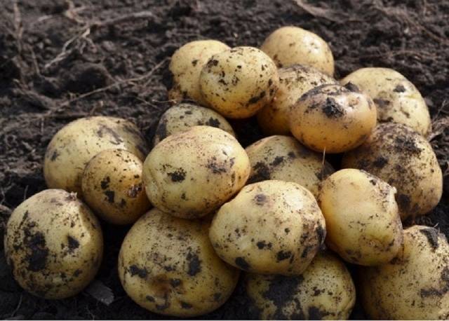 Riviera potato variety: characteristics, reviews