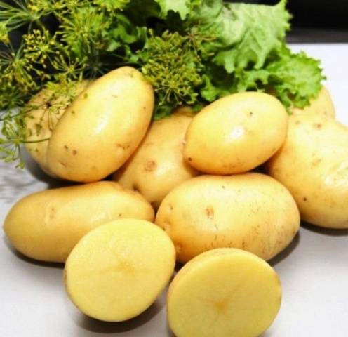 Riviera potato variety: characteristics, reviews