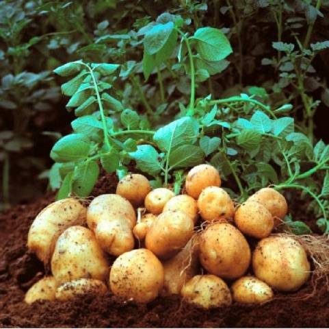 Riviera potato variety: characteristics, reviews