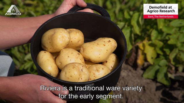 Riviera potato variety: characteristics, reviews