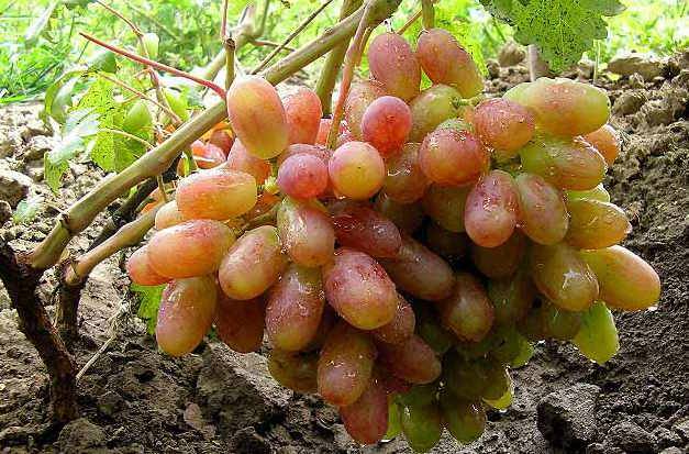 Rizamat grapes