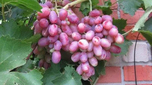 Rizamat grapes