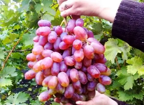 Rizamat grapes