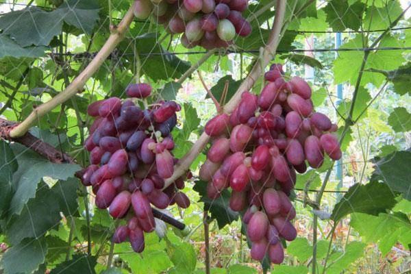 Rizamat grapes