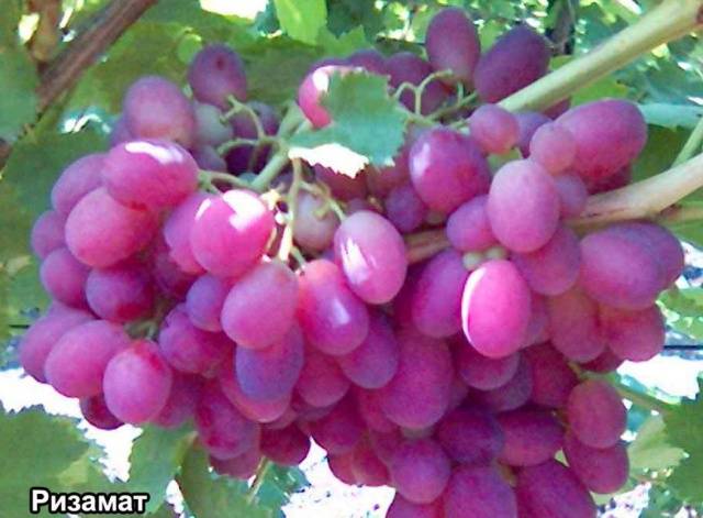 Rizamat grapes