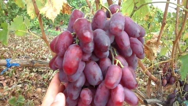 Rizamat grapes