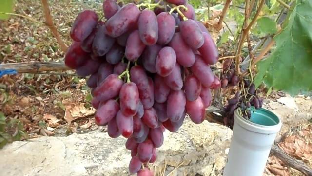 Rizamat grapes