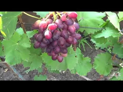 Rizamat grapes