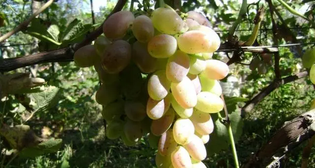 Rizamat grapes