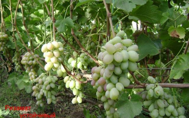 Rizamat grapes