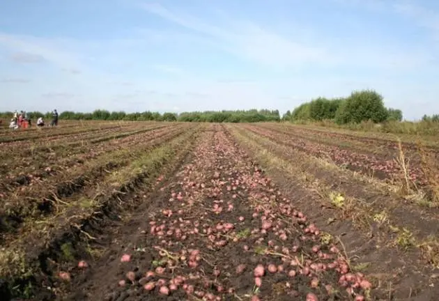 Rocco potatoes: characteristics, cultivation