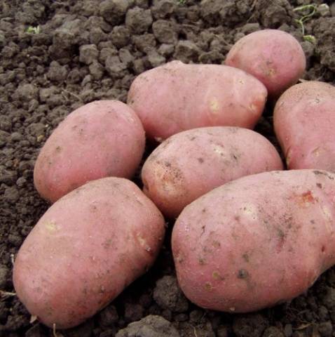 Rocco potatoes: characteristics, cultivation