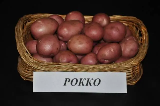 Rocco potatoes: characteristics, cultivation