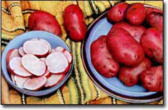 Rocco potatoes: characteristics, cultivation