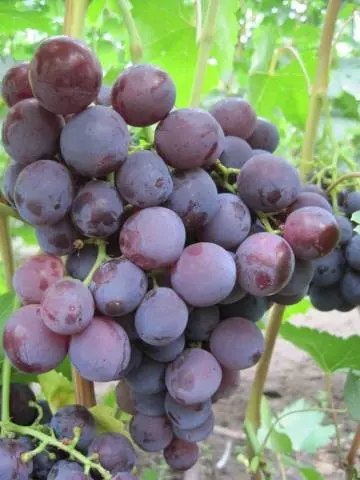 Rochefort grapes