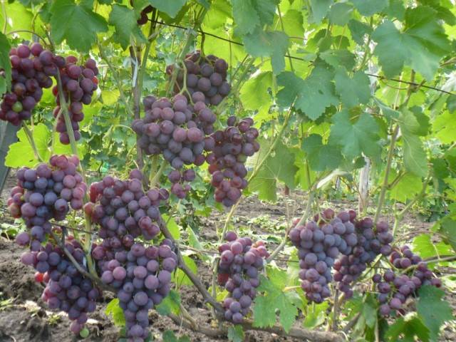 Rochefort grapes