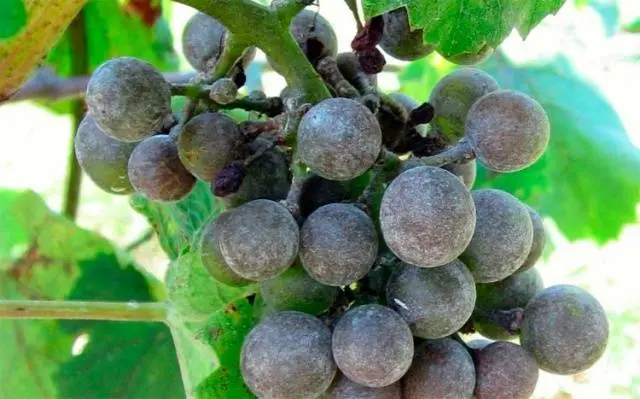 Rochefort grapes