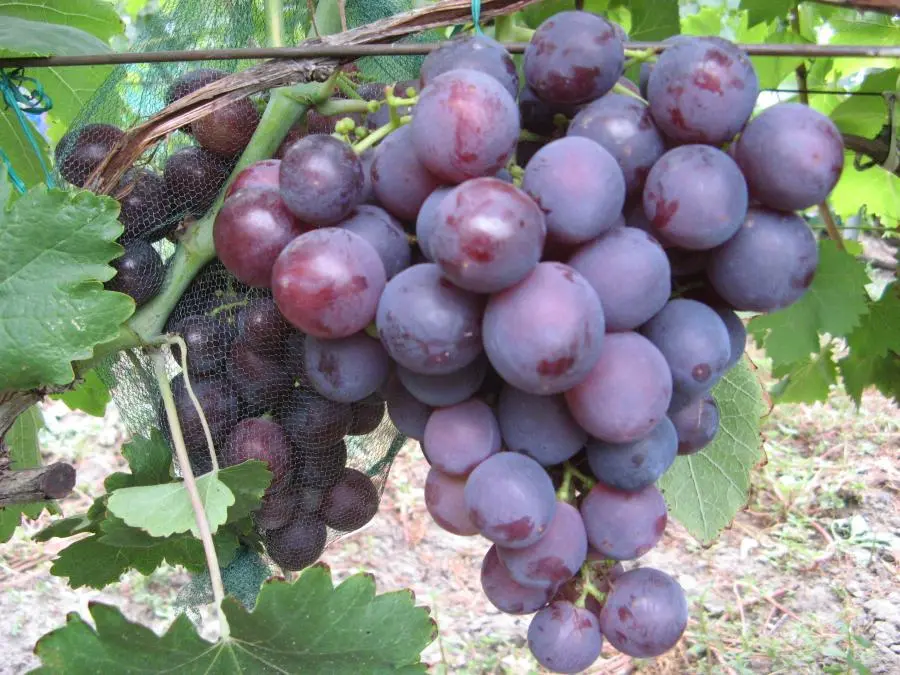 Rochefort grapes