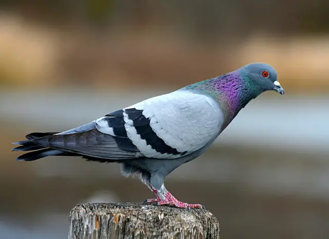 Rock blue dove