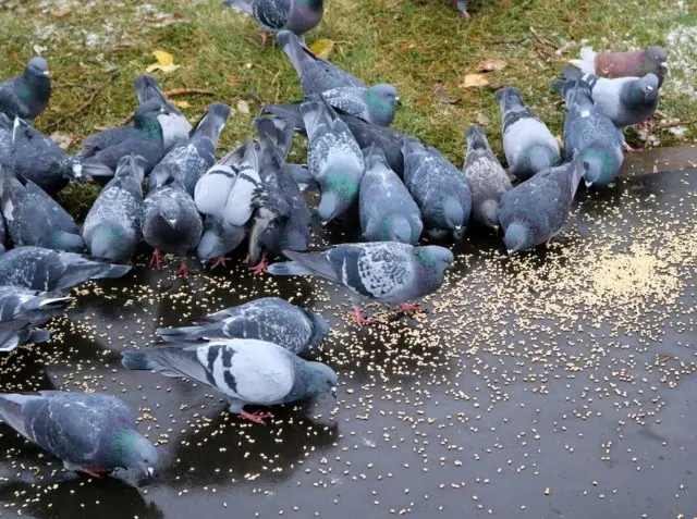 Rock blue dove