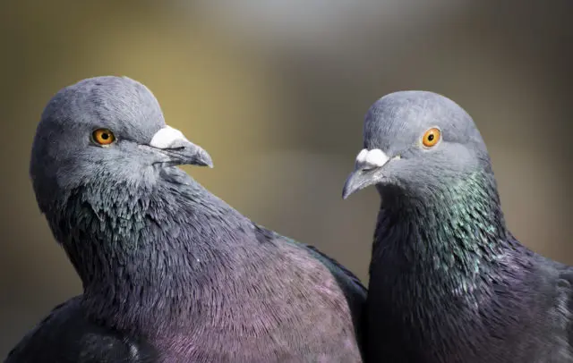 Rock blue dove