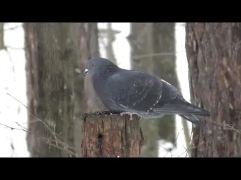 Rock blue dove