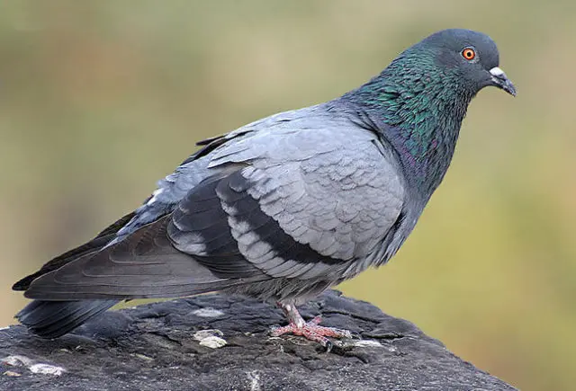 Rock blue dove