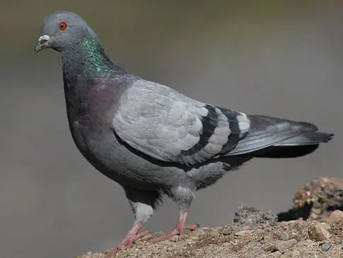 Rock blue dove