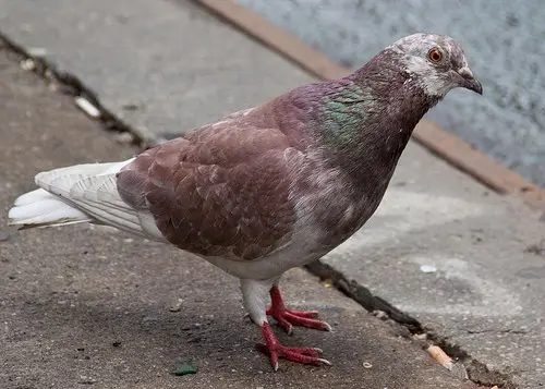 Rock blue dove