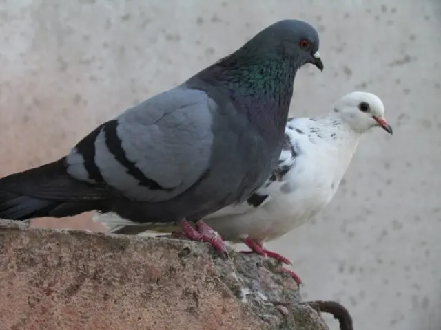 Rock blue dove