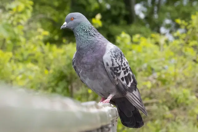 Rock blue dove