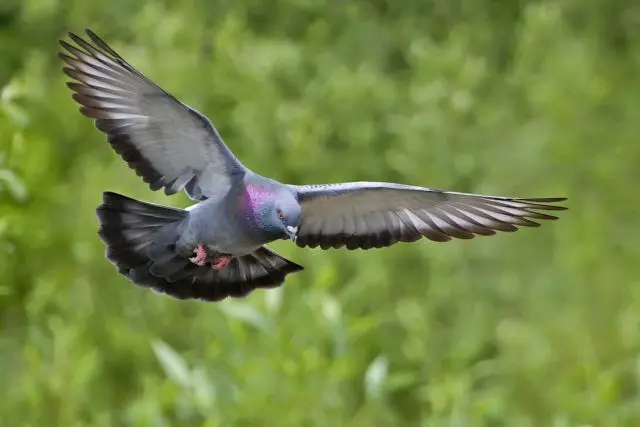 Rock blue dove