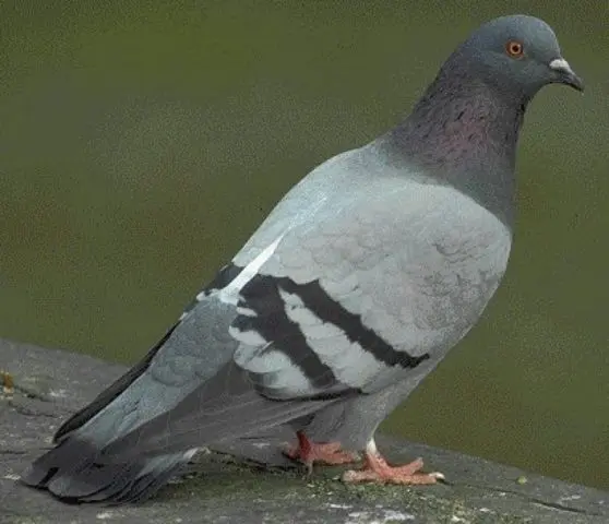 Rock blue dove