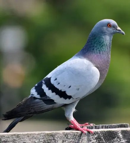 Rock blue dove