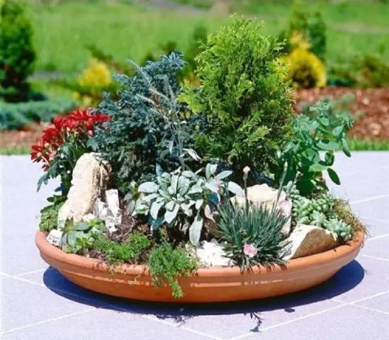 Rock garden on the site &#8211; choose, design and decorate yourself