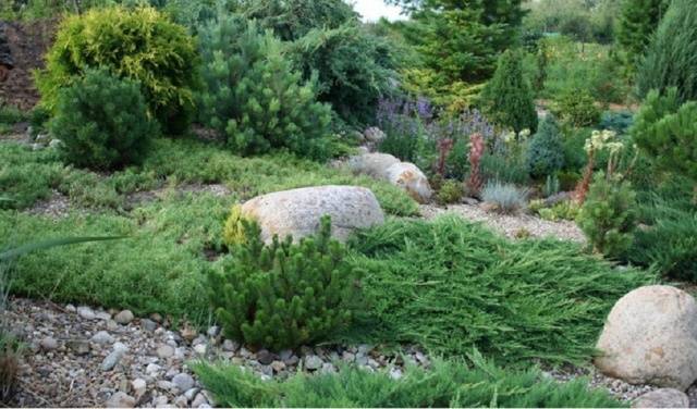 Rock garden on the site &#8211; choose, design and decorate yourself