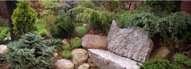 Rockery from conifers: photo, creation