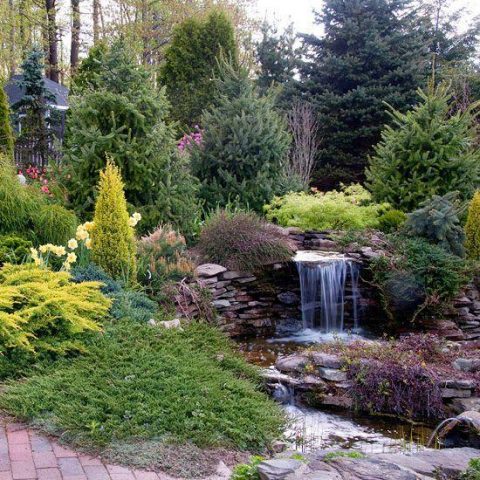 Rockery from conifers: photo, creation