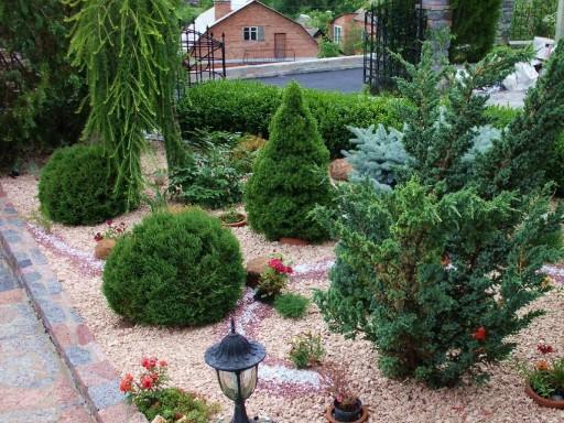 Rockery from conifers: photo, creation