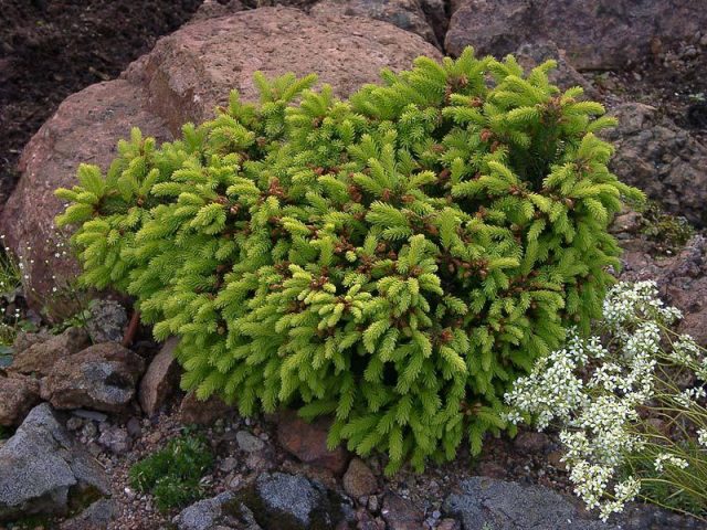 Rockery from conifers: photo, creation