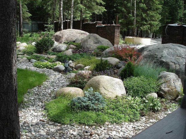 Rockery from conifers: photo, creation